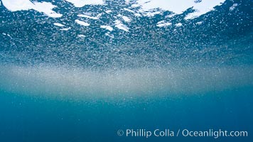 A cloud of tiny pink krill gathers at the ocean surface, where it is likely to be preyed upon by sharks, fish, birds and whales.  Likely Euphausia pacifica.