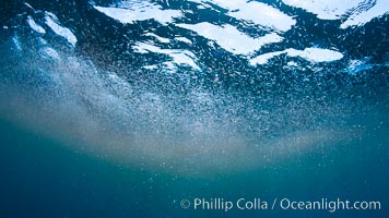 Krill.  A thin cloud of pink krill gathers at the ocean surface, where it is likely to be preyed upon by sharks, fish, birds and whales.  Likely Euphausia pacifica, San Diego, California