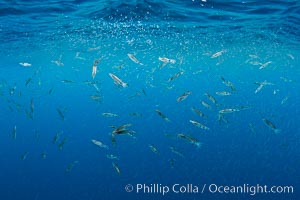 Krill and squid school at the ocean surface, moments before blue and fin whales rise to the surface to feed.  The krill is likely Euphausia pacifica, the squid are likely Loligo opalescens. A thin cloud of pink krill gathers at the ocean surface, where it is likely to be preyed upon by sharks, fish, birds and whales, Euphausia pacifica, Loligo opalescens, San Diego, California