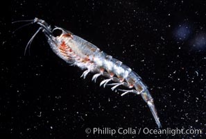 Blue whales residing off California eat tons (literally) of tiny euphasiid krill, such as Thysanoessa spinifera.