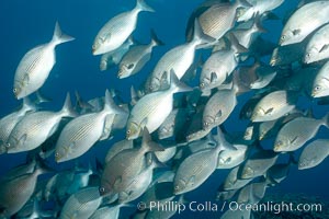 Striped sea chub, schooling, Kyphosus analogous, Wolf Island