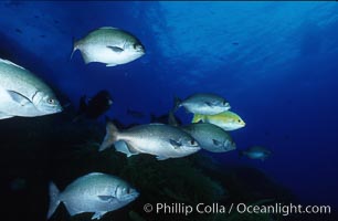 Cortez chubb including golden phase, Kyphosus elegans, Guadalupe Island (Isla Guadalupe)