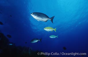 Cortez chubb including golden phase, Kyphosus elegans, Guadalupe Island (Isla Guadalupe)