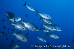 Cortez chubb, Kyphosus elegans, Guadalupe Island (Isla Guadalupe)