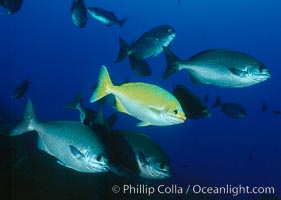 Cortez chubb showing golden phase mating male, Kyphosus elegans, Guadalupe Island (Isla Guadalupe)