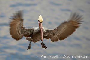 Brown pelican in flight, blurred due to long exposure before sunrise.