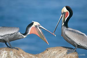 Brown pelicans sparring with beaks, winter plumage, showing bright red gular pouch and dark brown hindneck plumage of breeding adults, Pelecanus occidentalis, Pelecanus occidentalis californicus, La Jolla, California