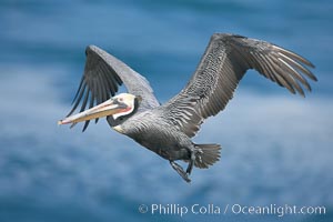 Brown pelican head throw, winter plumage, showing bright red gular pouch and dark brown hindneck plumage of breeding adults.  During a bill throw, the pelican arches its neck back, lifting its large bill upward and stretching its throat pouch, Pelecanus occidentalis, Pelecanus occidentalis californicus, La Jolla, California