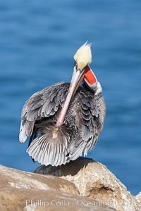 A brown pelican preening, reaching with its beak to the uropygial gland (preen gland) near the base of its tail.  Preen oil from the uropygial gland is spread by the pelican's beak and back of its head to all other feathers on the pelican, helping to keep them water resistant and dry, Pelecanus occidentalis, Pelecanus occidentalis californicus, La Jolla, California