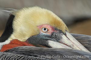 Brown pelican closeup showing characteristic winter mating plumage, including yellow head, dark brown nape of neck and red gular throat pouch.