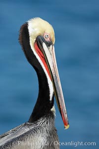 Brown pelican portrait, winter breeding plumage with distinctive dark brown nape and red gular throat pouch, Pelecanus occidentalis, Pelecanus occidentalis californicus, La Jolla, California