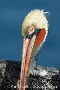 Brown pelican portrait, winter mating plumage with distinctive dark brown nape and red gular throat pouch, Pelecanus occidentalis, Pelecanus occidentalis californicus, La Jolla, California