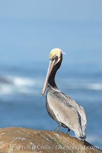 Brown pelican portrait, resting on sandstone cliffs beside the sea, winter mating plumage with distinctive dark brown nape and red gular throat pouch, Pelecanus occidentalis, Pelecanus occidentalis californicus, La Jolla, California