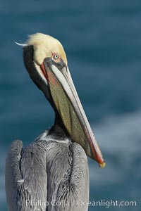 Brown pelican portrait, winter mating plumage with distinctive dark brown nape and red gular throat pouch, Pelecanus occidentalis, Pelecanus occidentalis californicus, La Jolla, California