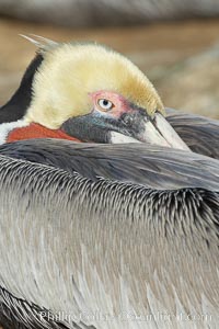 Brown pelican closeup showing characteristic winter mating plumage, including yellow head, dark brown nape of neck and red gular throat pouch, Pelecanus occidentalis, Pelecanus occidentalis californicus, La Jolla, California