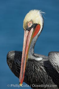 Brown pelican portrait, winter mating plumage with distinctive dark brown nape and red gular throat pouch, Pelecanus occidentalis, Pelecanus occidentalis californicus, La Jolla, California