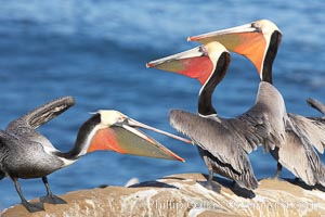 Brown pelicans sparring with beaks, winter plumage, showing bright red gular pouch and dark brown hindneck plumage of breeding adults, Pelecanus occidentalis, Pelecanus occidentalis californicus, La Jolla, California