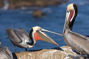 Brown pelicans sparring with beaks, winter plumage, showing bright red gular pouch and dark brown hindneck plumage of breeding adults, Pelecanus occidentalis, Pelecanus occidentalis californicus, La Jolla, California