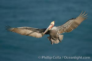 Brown pelican in flight, spreading its wings wide to slow before landing on cliffs overlooking the ocean.  The wingspan of the brown pelican is over 7 feet wide. The California race of the brown pelican holds endangered species status, Pelecanus occidentalis, Pelecanus occidentalis californicus, La Jolla