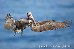 Brown pelican in flight, spreading its wings wide to slow before landing on cliffs overlooking the ocean.  The wingspan of the brown pelican is over 7 feet wide. The California race of the brown pelican holds endangered species status.