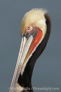 Brown pelican portrait, displaying winter breeding plumage with distinctive dark brown nape, yellow head feathers and red gular throat pouch, Pelecanus occidentalis, Pelecanus occidentalis californicus, La Jolla, California