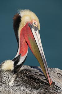 Brown pelican portrait, displaying winter breeding plumage with distinctive dark brown nape, yellow head feathers and red gular throat pouch.