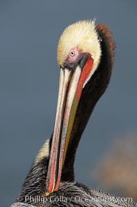 Brown pelican portrait, displaying winter breeding plumage with distinctive dark brown nape, yellow head feathers and red gular throat pouch, Pelecanus occidentalis, Pelecanus occidentalis californicus, La Jolla, California