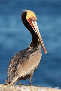 Brown pelican.  This large seabird has a wingspan over 7 feet wide. The California race of the brown pelican holds endangered species status, due largely to predation in the early 1900s and to decades of poor reproduction caused by DDT poisoning.  In winter months, breeding adults assume a dramatic plumage with brown neck, yellow and white head and bright red gular throat pouch, Pelecanus occidentalis, Pelecanus occidentalis californicus, La Jolla