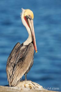 Brown pelican, adult winter non-breeding plumage showing white hindneck and red gular throat pouch..  This large seabird has a wingspan over 7 feet wide. The California race of the brown pelican holds endangered species status, due largely to predation in the early 1900s and to decades of poor reproduction caused by DDT poisoning, Pelecanus occidentalis, Pelecanus occidentalis californicus, La Jolla