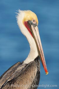 Brown pelican, adult winter non-breeding plumage showing white hindneck and red gular throat pouch..  This large seabird has a wingspan over 7 feet wide. The California race of the brown pelican holds endangered species status, due largely to predation in the early 1900s and to decades of poor reproduction caused by DDT poisoning, Pelecanus occidentalis, Pelecanus occidentalis californicus, La Jolla