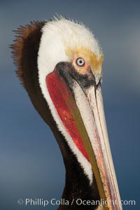 Brown pelican, winter adult breeding plumage.   In winter months, breeding pelicans assume a dramatic plumage with brown neck, yellow and white head and bright red gular throat pouch, Pelecanus occidentalis, Pelecanus occidentalis californicus, La Jolla, California