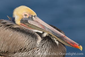 Brown pelican,  La Jolla, California.   In winter months, breeding adults assume a dramatic plumage with brown neck, yellow and white head and bright red gular throat pouch, Pelecanus occidentalis, Pelecanus occidentalis californicus