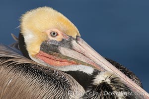 Brown pelican,  La Jolla, California.   In winter months, breeding adults assume a dramatic plumage with brown neck, yellow and white head and bright red gular throat pouch, Pelecanus occidentalis, Pelecanus occidentalis californicus