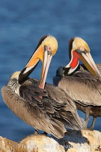 A brown pelican preening, reaching with its beak to the uropygial gland (preen gland) near the base of its tail.  Preen oil from the uropygial gland is spread by the pelican's beak and back of its head to all other feathers on the pelican, helping to keep them water resistant and dry, Pelecanus occidentalis, Pelecanus occidentalis californicus, La Jolla, California