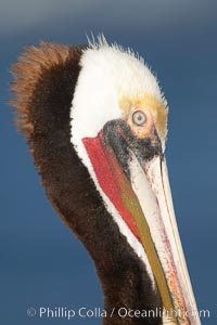 Brown pelican, winter adult breeding plumage.   In winter months, breeding pelicans assume a dramatic plumage with brown neck, yellow and white head and bright red gular throat pouch, Pelecanus occidentalis, Pelecanus occidentalis californicus, La Jolla, California