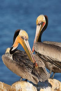 A brown pelican preening, reaching with its beak to the uropygial gland (preen gland) near the base of its tail.  Preen oil from the uropygial gland is spread by the pelican's beak and back of its head to all other feathers on the pelican, helping to keep them water resistant and dry, Pelecanus occidentalis, Pelecanus occidentalis californicus, La Jolla, California