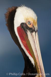 Brown pelican, winter adult breeding plumage.   In winter months, breeding pelicans assume a dramatic plumage with brown neck, yellow and white head and bright red gular throat pouch, Pelecanus occidentalis, Pelecanus occidentalis californicus, La Jolla, California