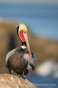 Brown pelican,  La Jolla, California.   In winter months, breeding adults assume a dramatic plumage with brown neck, yellow and white head and bright red gular throat pouch, Pelecanus occidentalis, Pelecanus occidentalis californicus