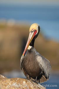 Brown pelican,  La Jolla, California.   In winter months, breeding adults assume a dramatic plumage with brown neck, yellow and white head and bright red gular throat pouch, Pelecanus occidentalis, Pelecanus occidentalis californicus