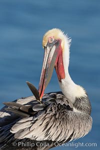 A brown pelican preening, reaching with its beak to the uropygial gland (preen gland) near the base of its tail.  Preen oil from the uropygial gland is spread by the pelican's beak and back of its head to all other feathers on the pelican, helping to keep them water resistant and dry.  Adult winter non-breeding plumage showing white hindneck and red gular throat pouch, Pelecanus occidentalis, Pelecanus occidentalis californicus, La Jolla, California
