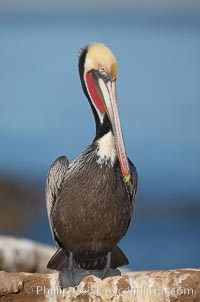 Brown pelican,  La Jolla, California.   In winter months, breeding adults assume a dramatic plumage with brown neck, yellow and white head and bright red gular throat pouch, Pelecanus occidentalis, Pelecanus occidentalis californicus