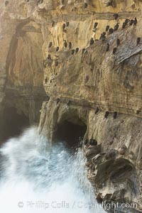 Sea cliffs and sea caves at sea level, made of sandstone and eroded by waves and tides, La Jolla, California