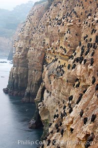 Cormorants rest on sandstone seacliffs above the ocean.  Likely Brandts and double-crested cormorants.