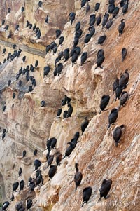 Cormorant rest on sandstone seacliffs above the ocean.  Likely Brandts and double-crested cormorants.