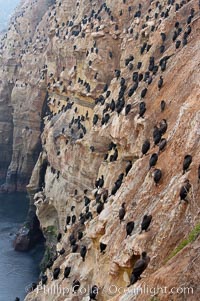 Cormorant rest on sandstone seacliffs above the ocean.  Likely Brandts and double-crested cormorants.