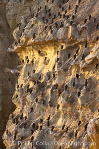 Cormorants rest on sandstone seacliffs above the ocean.  Likely Brandts and double-crested cormorants, Phalacrocorax, La Jolla, California