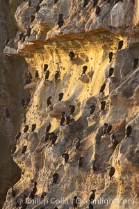 Cormorants rest on sandstone seacliffs above the ocean.  Likely Brandts and double-crested cormorants.