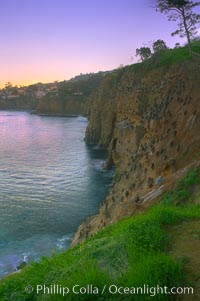 La Jolla Cliffs overlook the ocean with thousands of cormorants, pelicans and gulls resting and preening on the sandstone cliffs.  Sunrise with pink skies