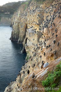 La Jolla Cliffs overlook the ocean with thousands of cormorants, pelicans and gulls resting and preening on the sandstone cliffs