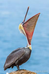 Brown pelican head throw. During a bill throw, the pelican arches its neck back, lifting its large bill upward and stretching its throat pouch, Pelecanus occidentalis, Pelecanus occidentalis californicus, La Jolla, California